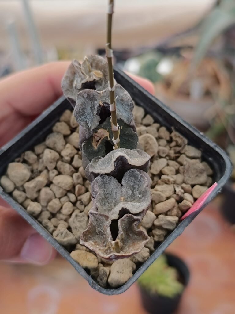 Haworthia Truncata Black Wutai Japan