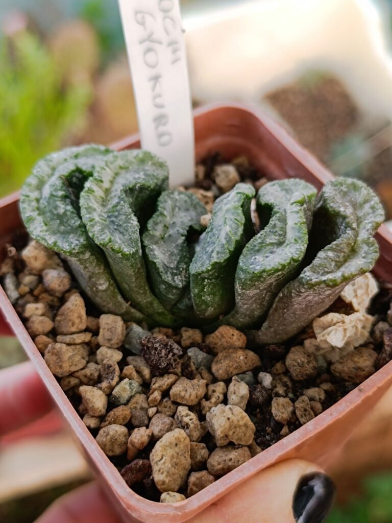 Haworthia Truncata Genbu