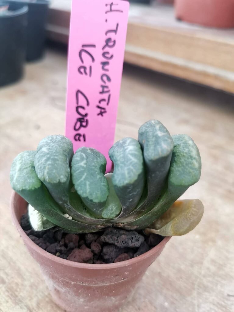 Haworthia Truncata Ice Cube