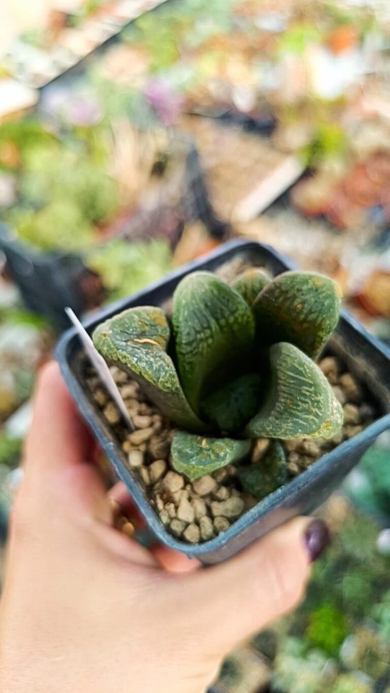 Haworthia Pursuit
