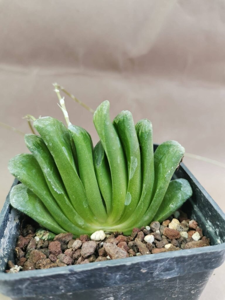 Haworthia Truncata Three by Three