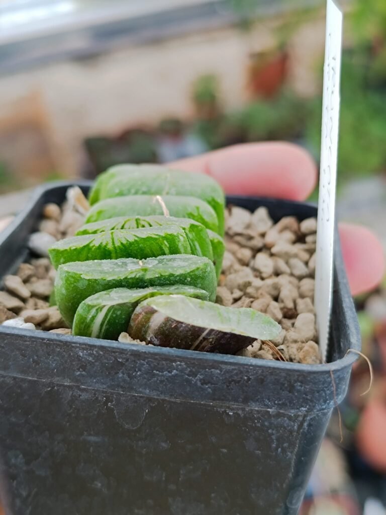 Haworthia Truncata cv lime green Variegata