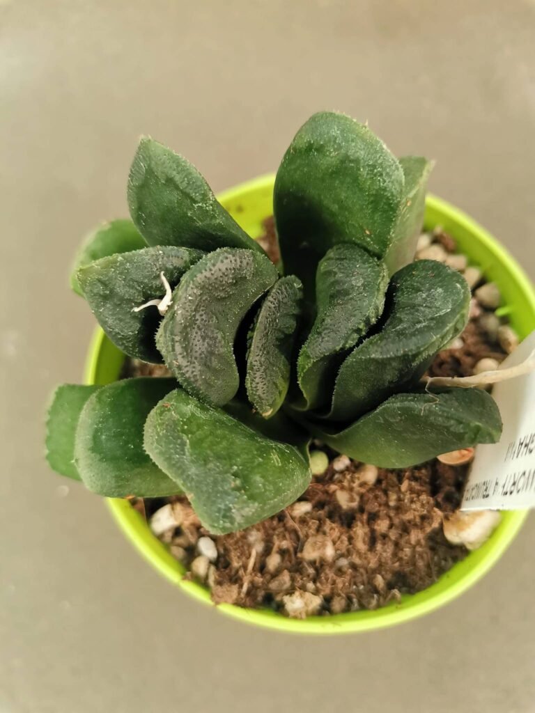 Haworthia Maughanii