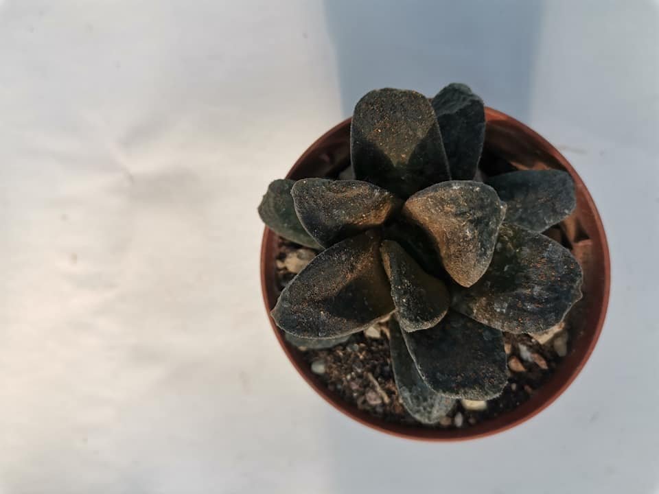 Haworthia Truncata x Maughanii