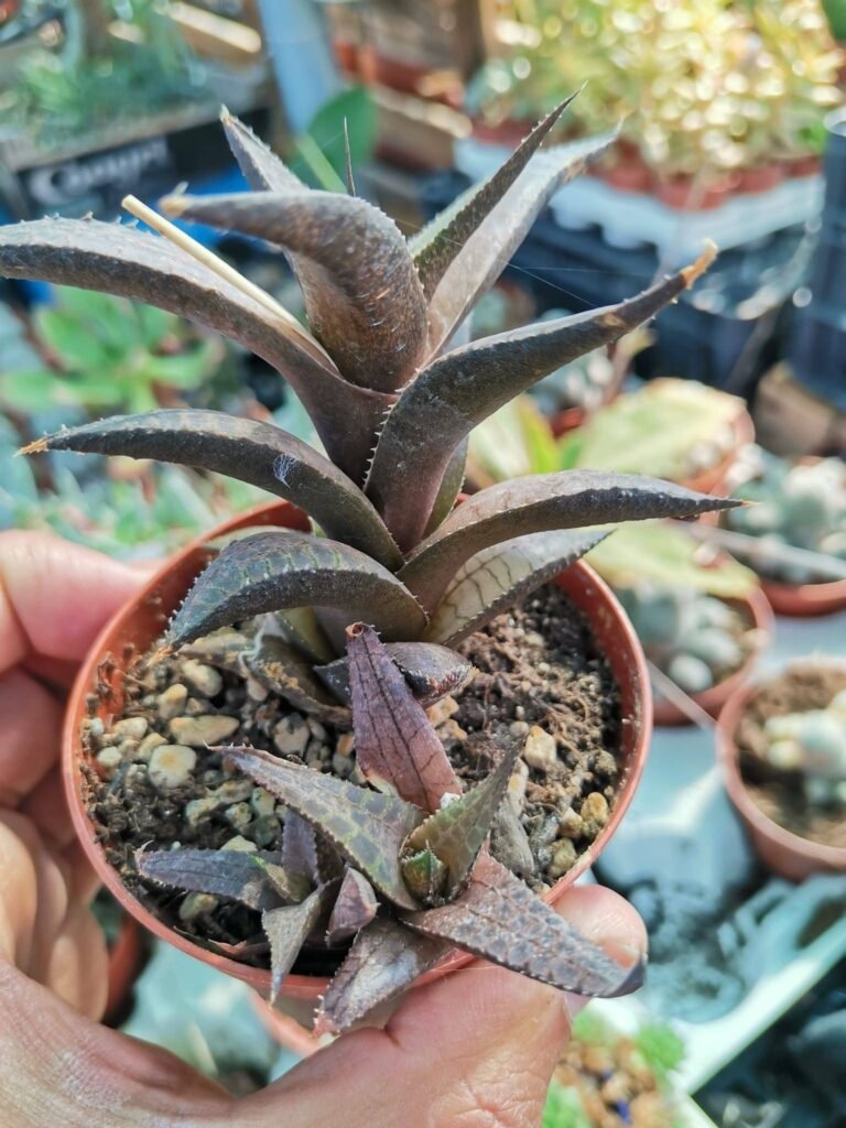 Haworthia Venosa subsp Tessellata