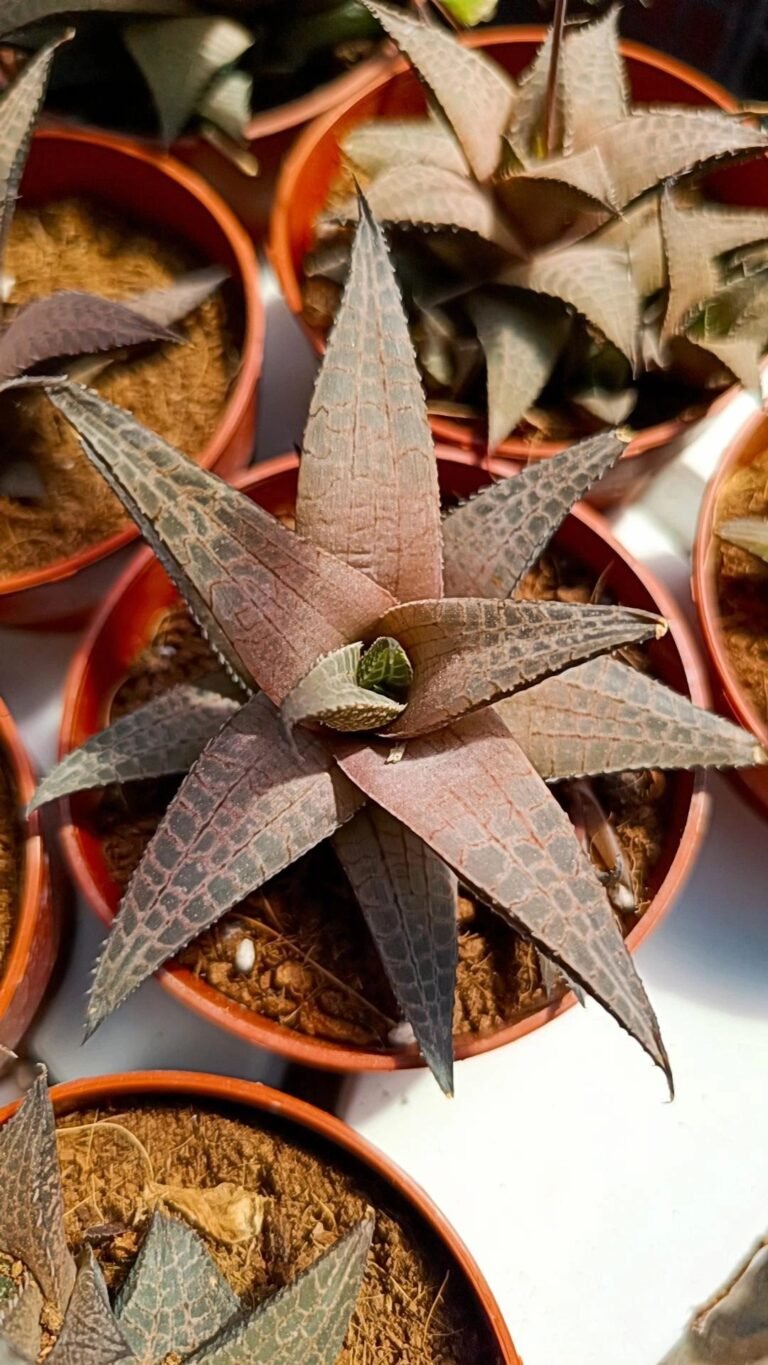 Haworthia Venosa subsp Tessellata