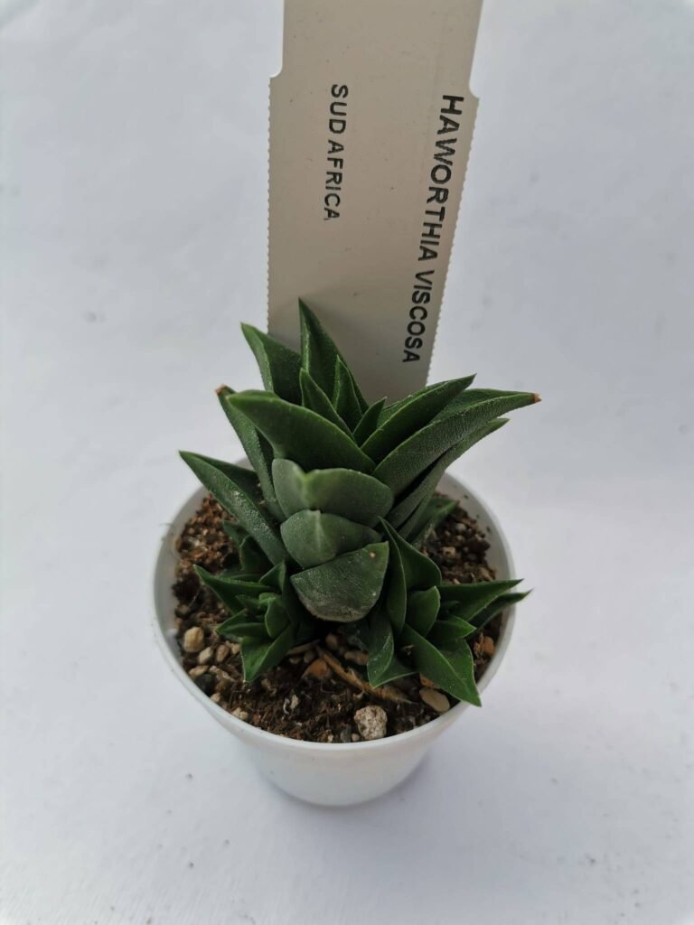 Haworthia Viscosa accestita
