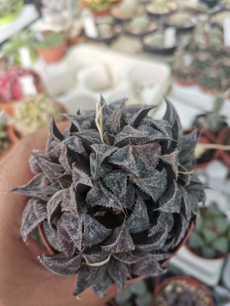 Haworthia Yuki-rha