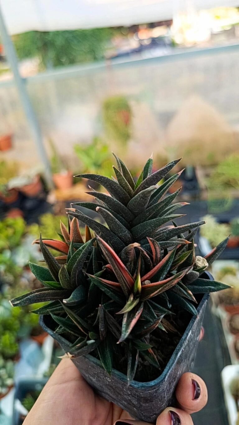 Haworthia Zagoneto tricolor Variegata