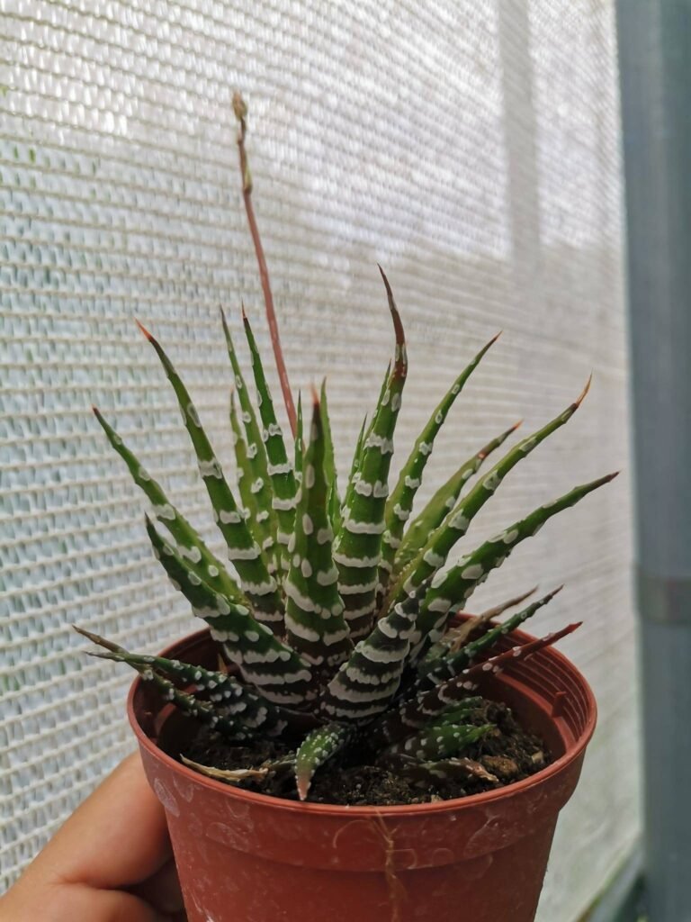 Haworthia Zebrina