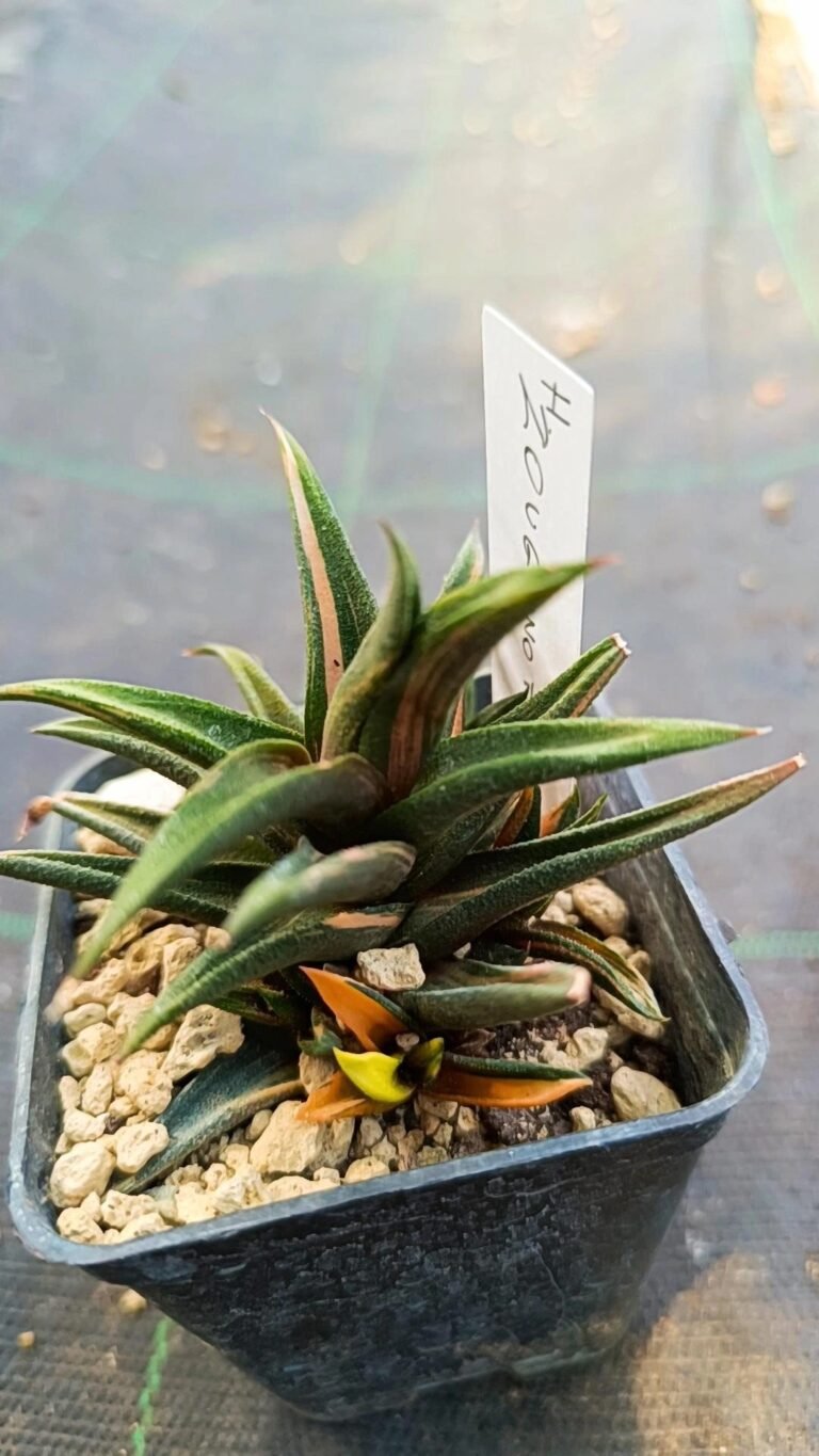 Haworthia zouge no tou Variegata