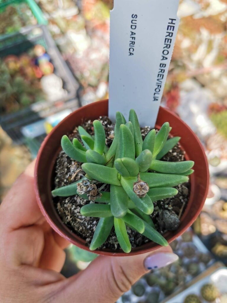 Hereroa Brevifolia