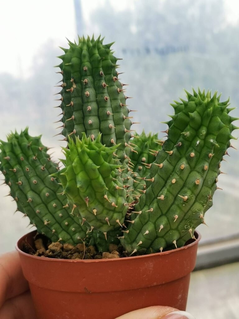 Hoodia Gordonii fiore beige