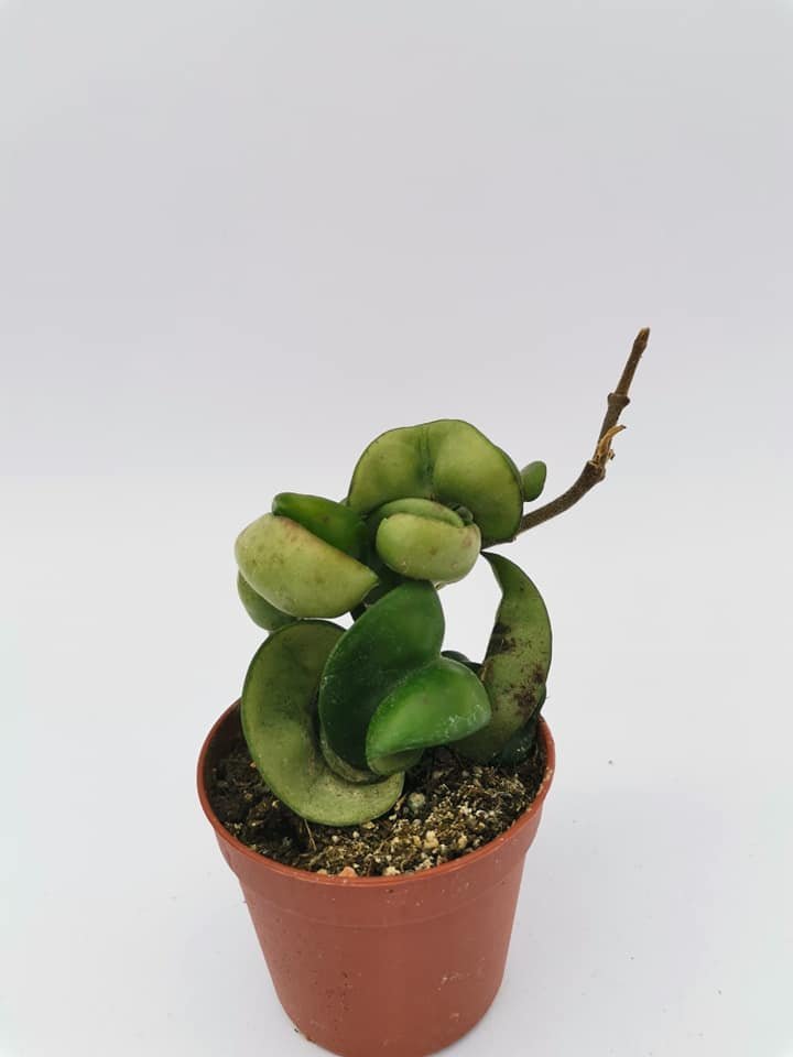 Hoya Carnosa f. Compacta