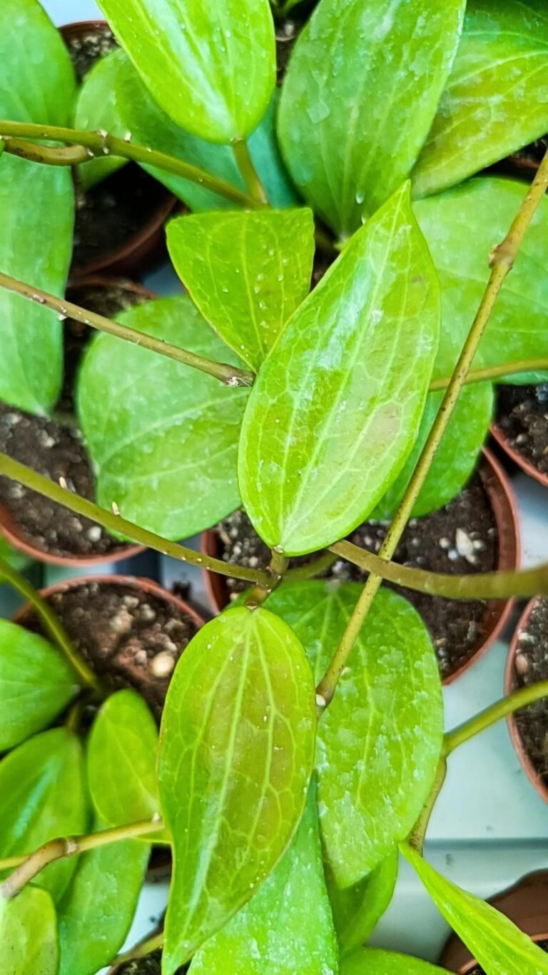Hoya Hybrid Quinquenervia
