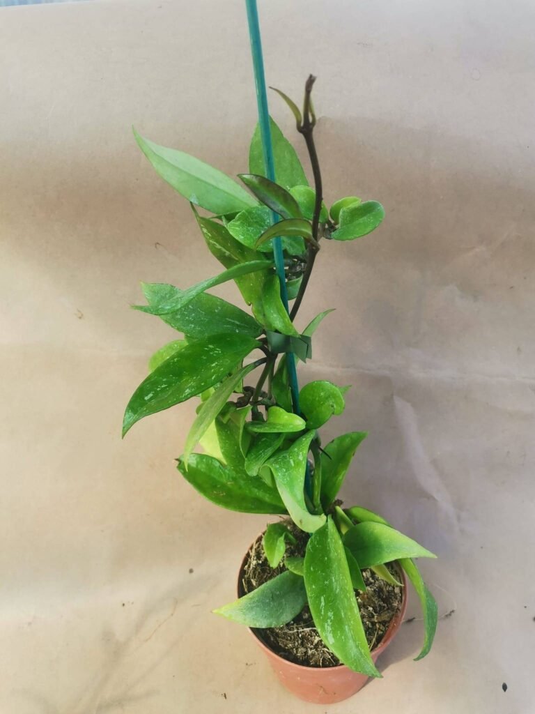 Hoya Carnosa