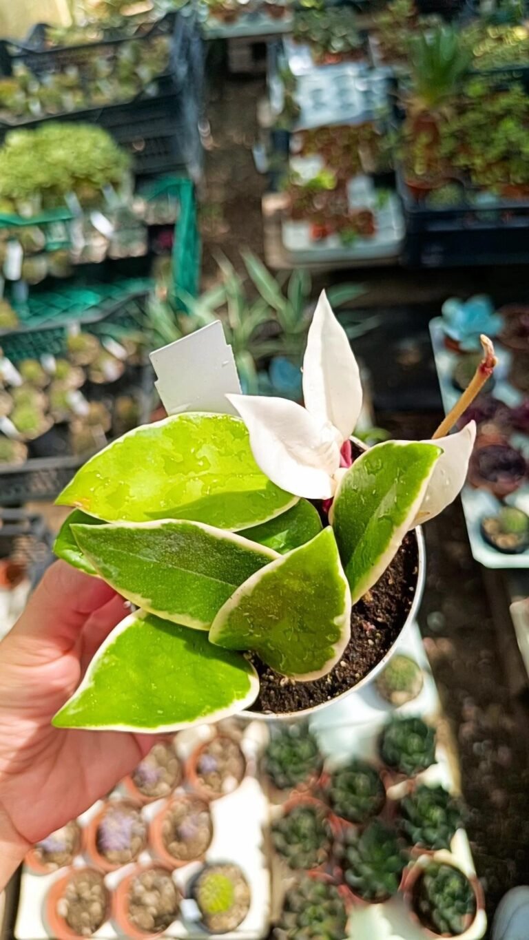 Hoya Carnosa Variegata