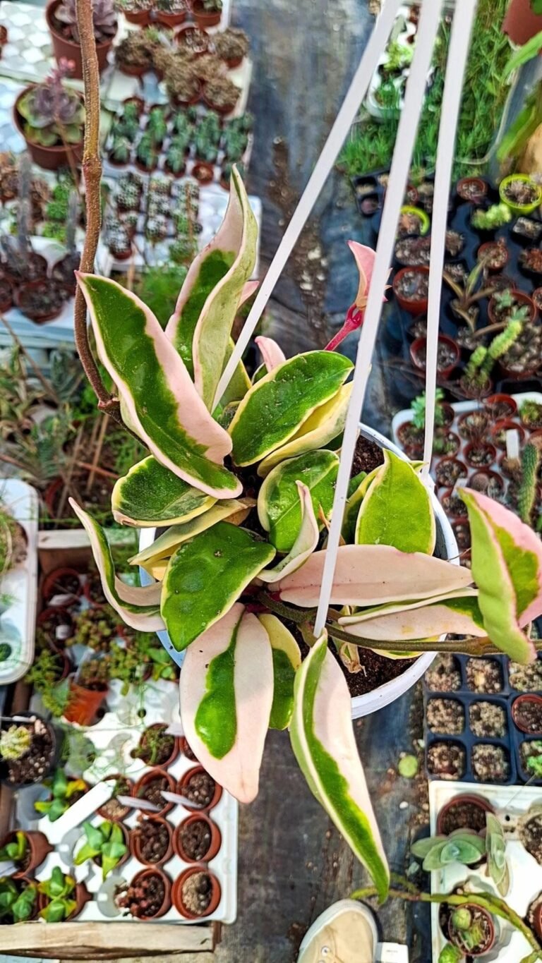 Hoya Carnosa Variegata