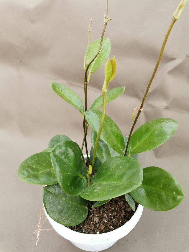 Hoya hybrid Australis