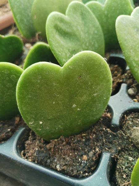 Hoya Kerrii foglia a cuore