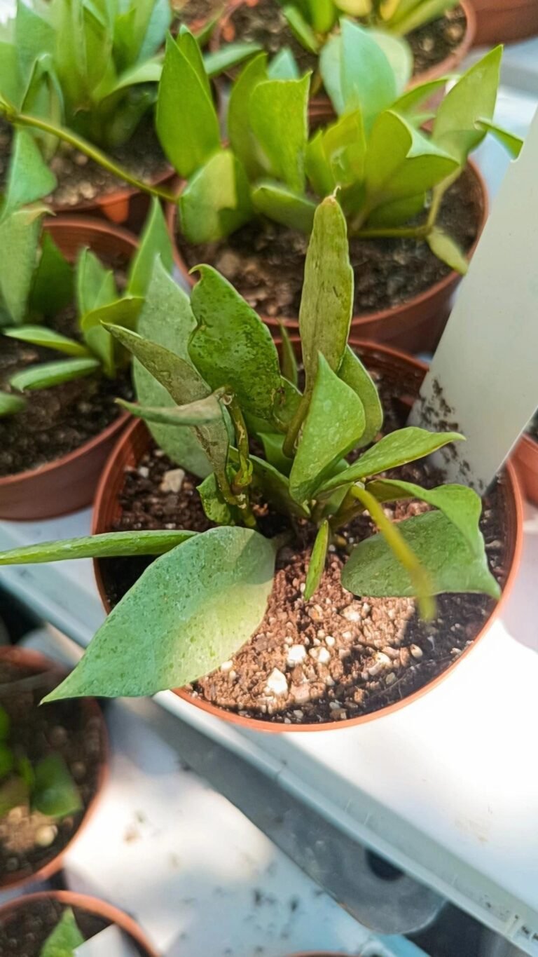 Hoya lacunosa mint