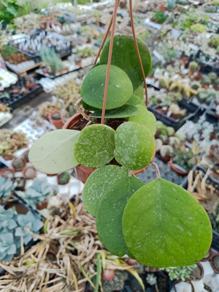 Hoya Obovata