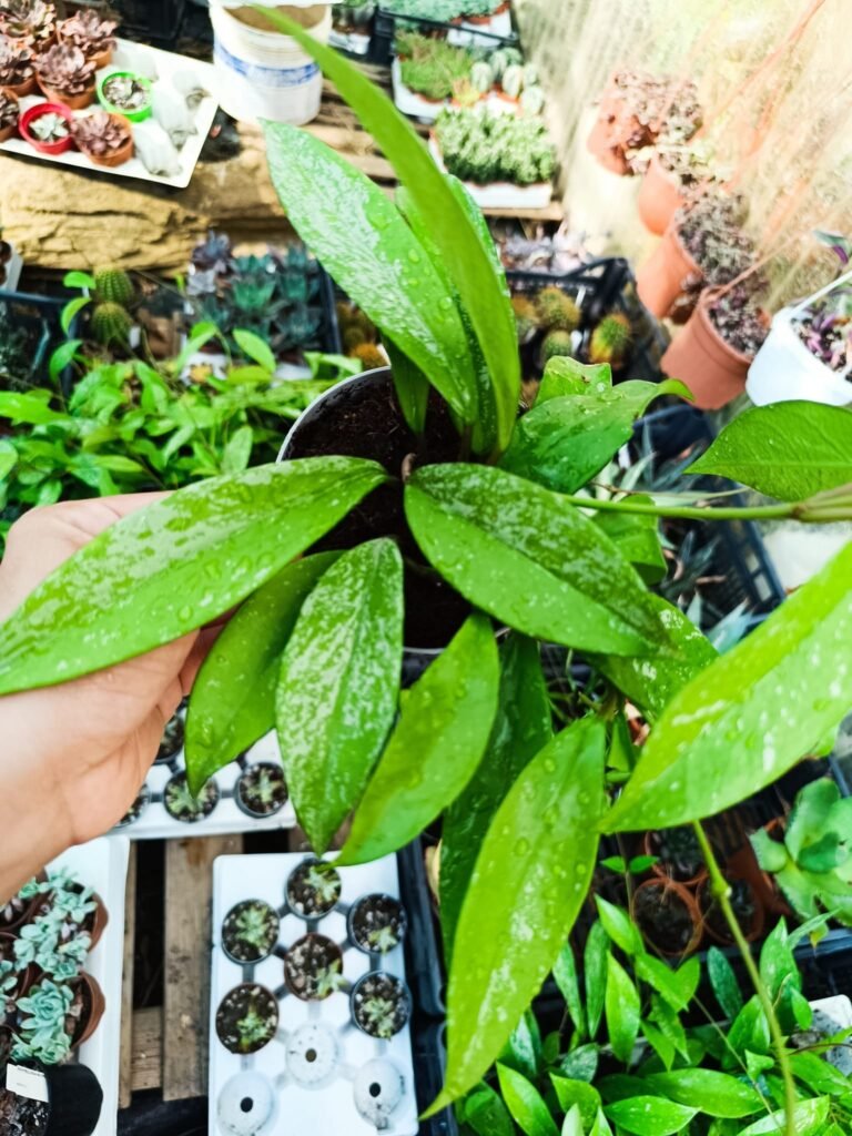 Hoya pubicalyx speckled