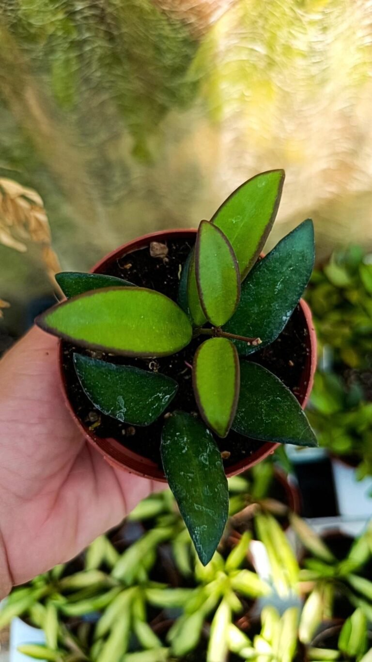 Hoya Rosita