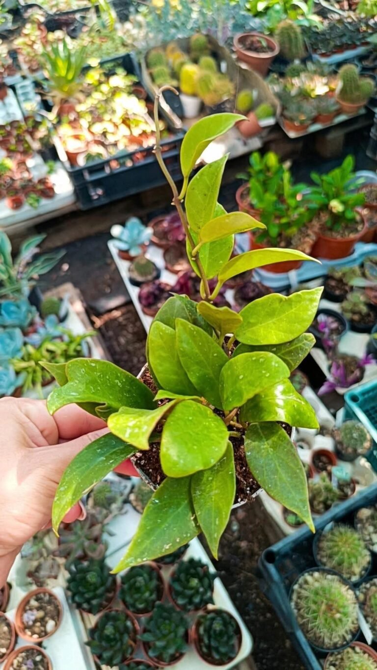 Hoya Sunrise