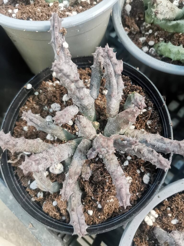 Huernia Pendurata