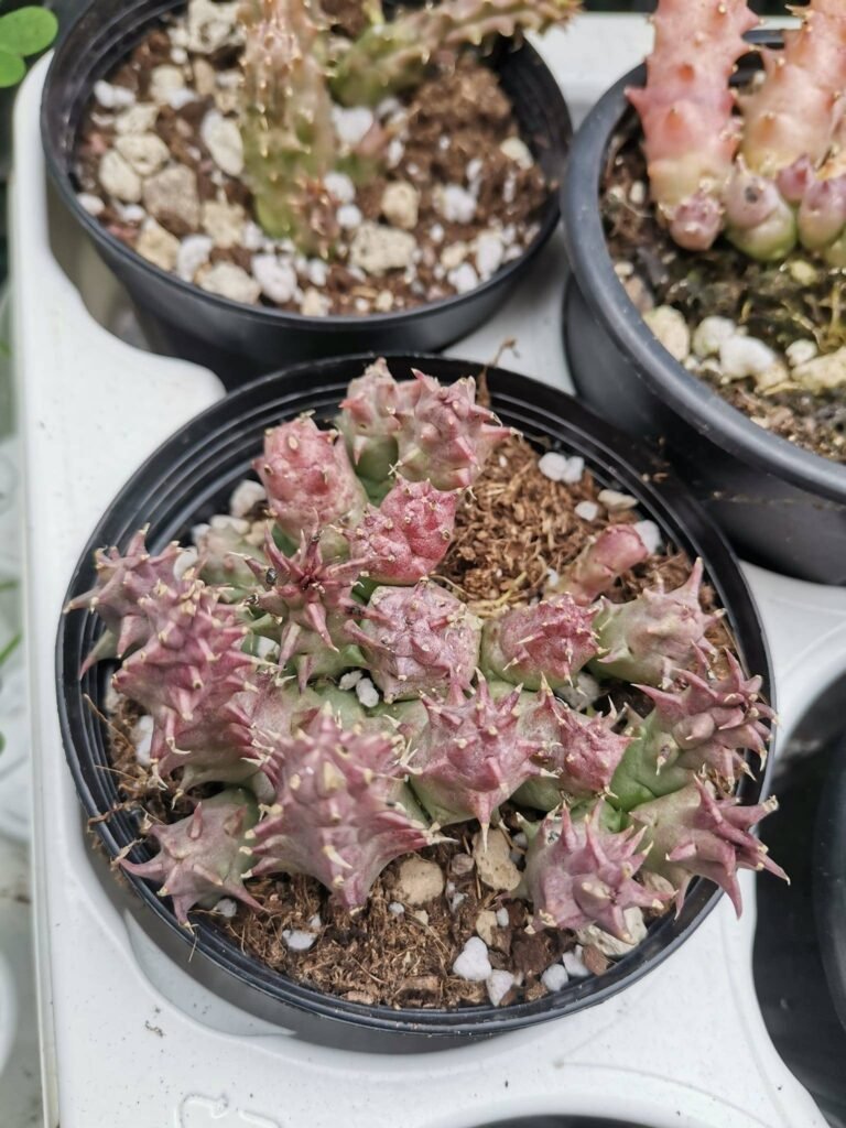 Huernia Macrocarpa
