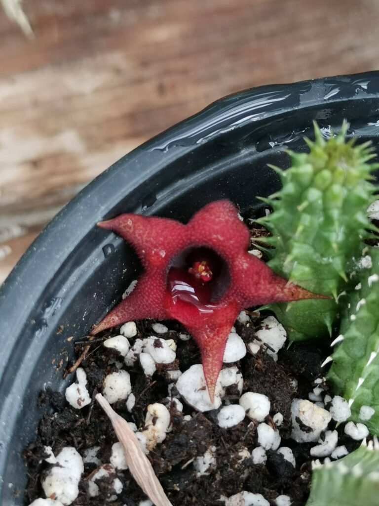 Huernia Schneideriana Tanzania