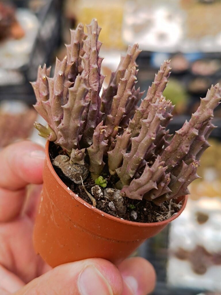 Huernia Variegata