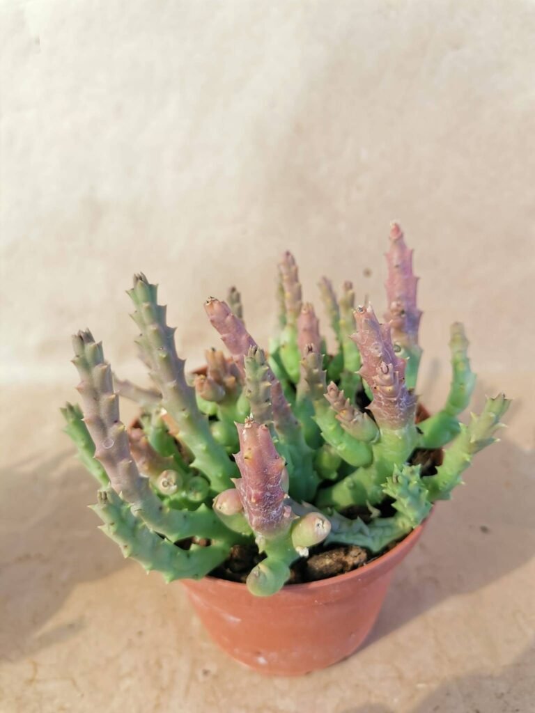 Huernia Variegata