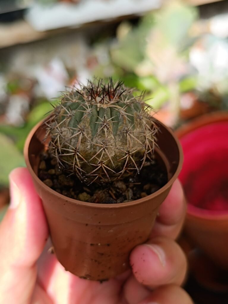 Islaya Hybrid