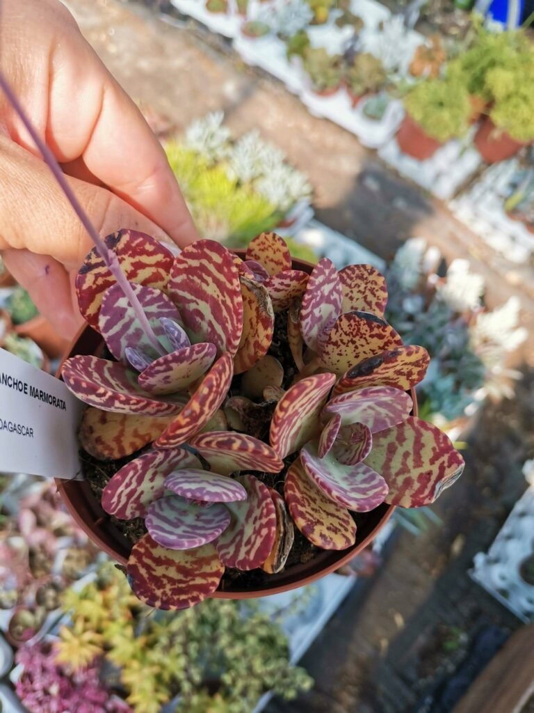 Kalanchoe Humilis