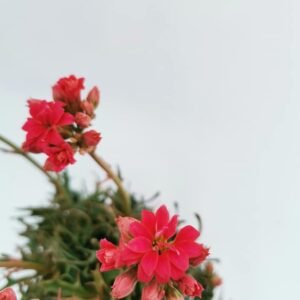 Kalanchoe Katapifa Tarantula