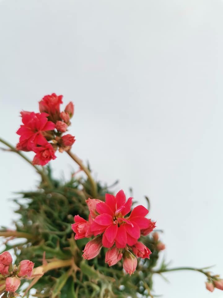 Kalanchoe Katapifa Tarantula