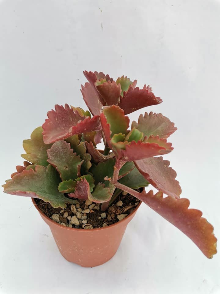 Kalanchoe Longiflora Coccinea