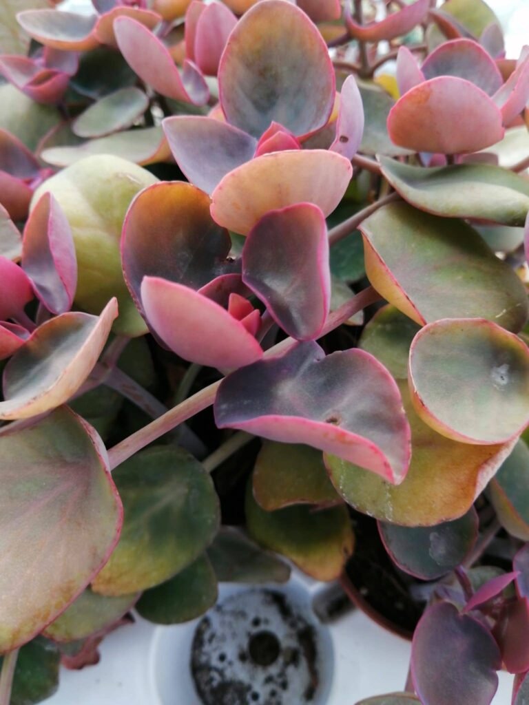 Kalanchoe Nyikae syn. Kalanchoe Hemsleyana