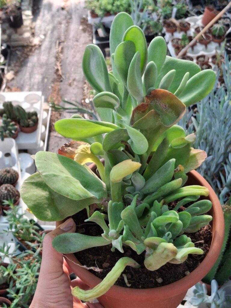 Kalanchoe Oricola f. Mostruosa