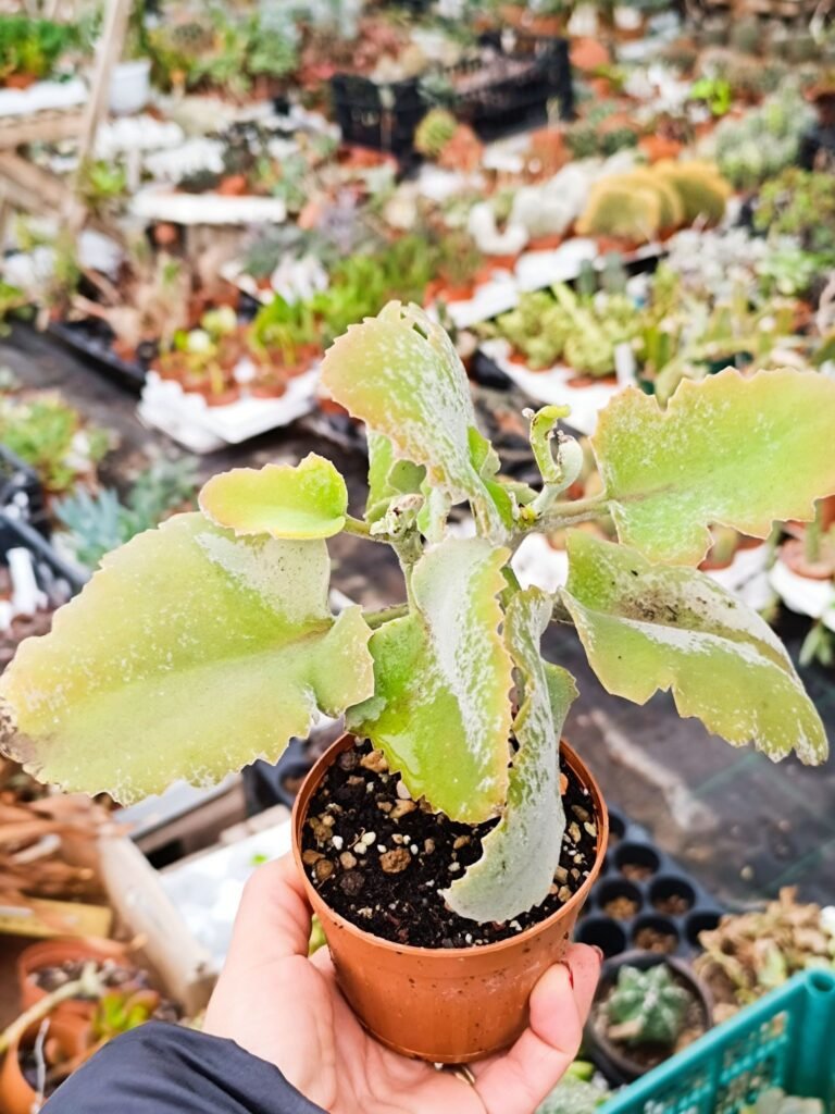 Kalanchoe Beharensis