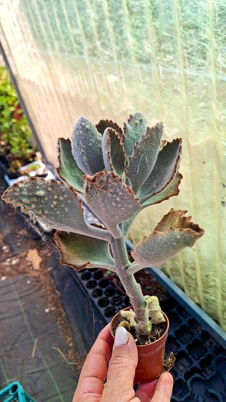 Kalanchoe Beharensis cv Fang