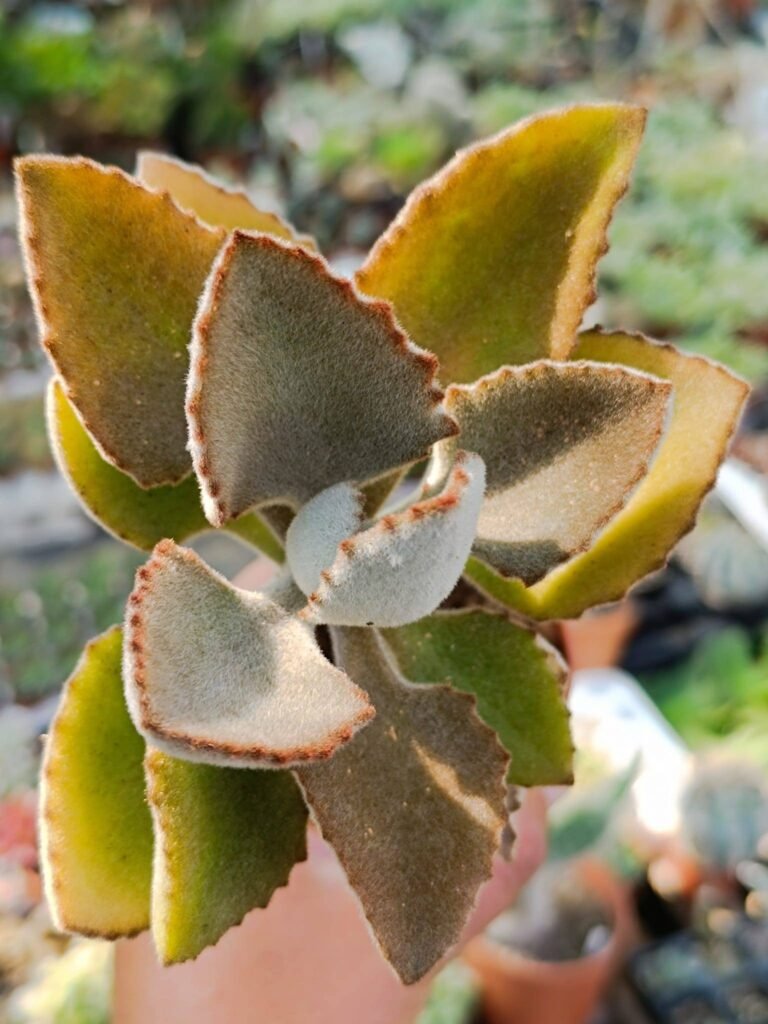 Kalanchoe Beharensis cv Fang