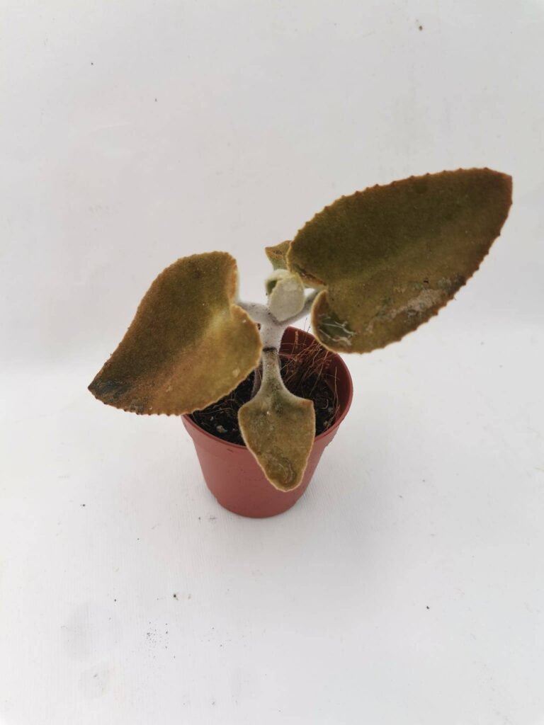 Kalanchoe Beharensis (foglia marrone) Orecchie d’ Elefante