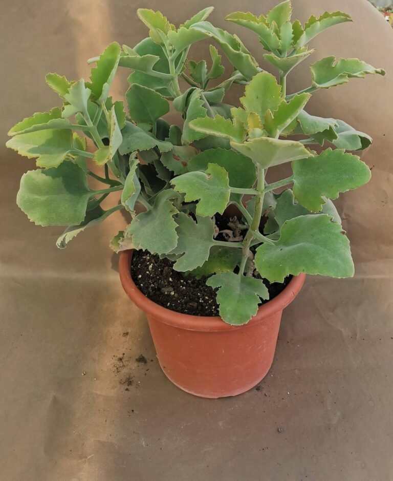 Kalanchoe Beharensis f. big size
