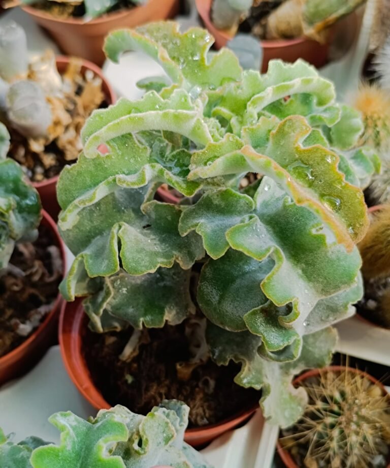 Kalanchoe beharensis Nudum f. Mostruosa