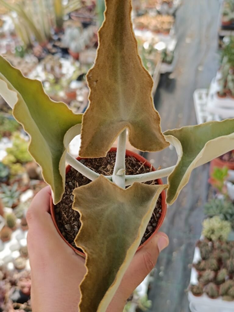 Kalanchoe Beharensis Orecchie d’ Elefante