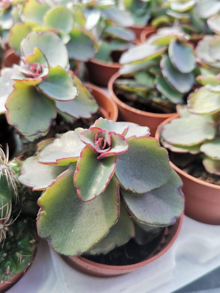Kalanchoe Blossfeldiana