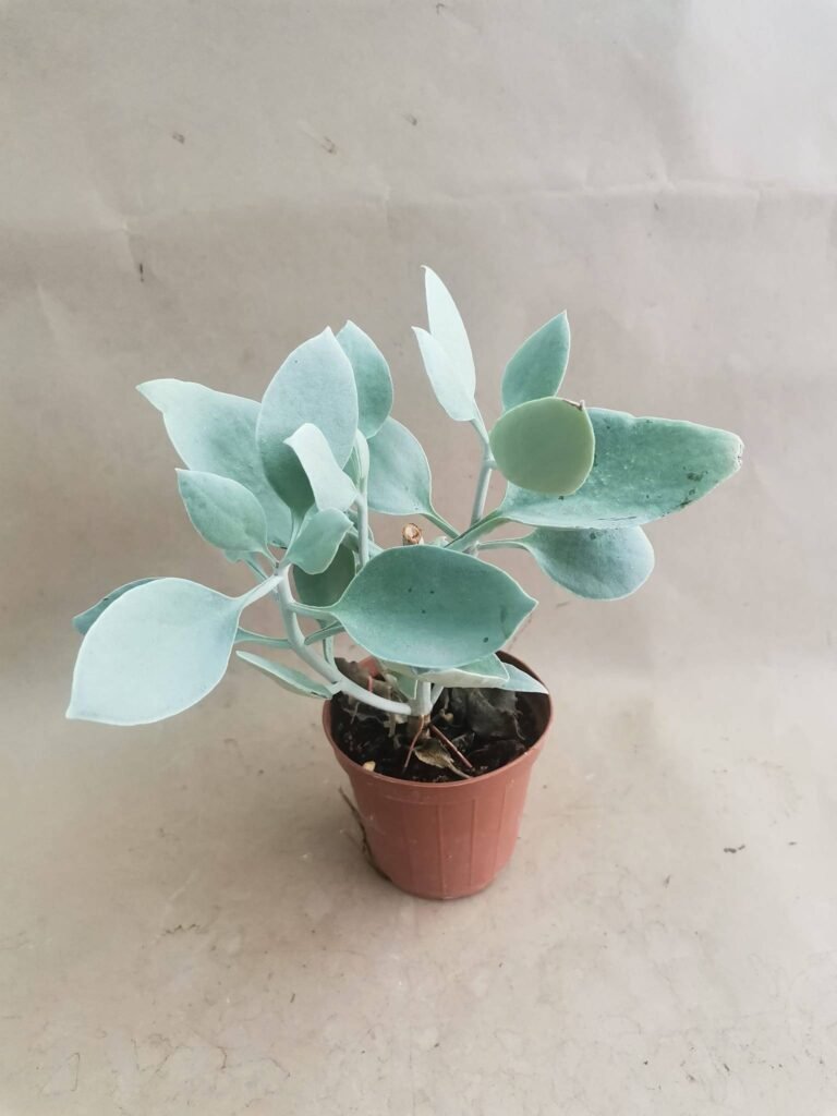 Kalanchoe Bracteata
